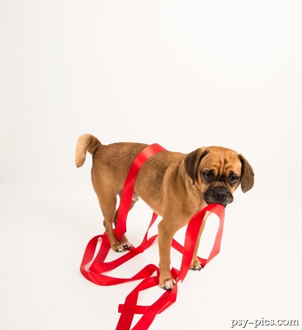 Pies Puggle