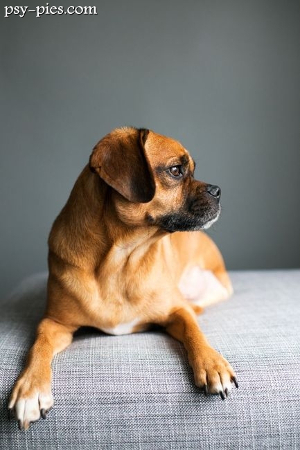 Pies Puggle