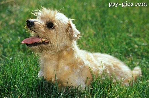 Zdrowy, dorosły norfolk terrier