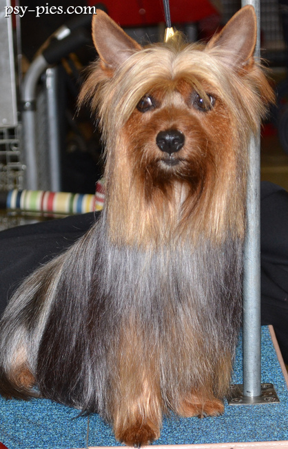 Zadbany silky terrier po wizycie u groomera