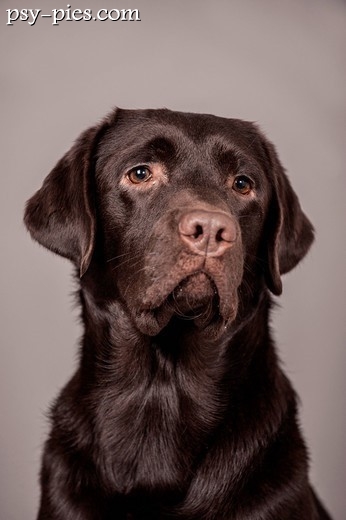 Labrador retriever odpoczywający po spacerze