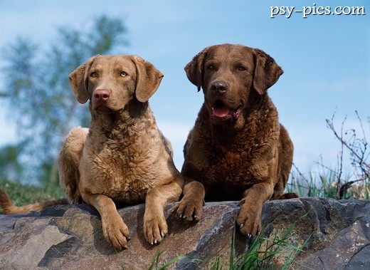 Chesapeake Bay Retrievery