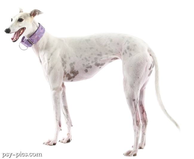 Chart angielski Greyhound