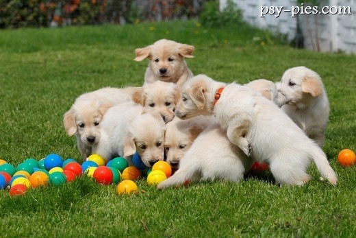 Golden retrievery