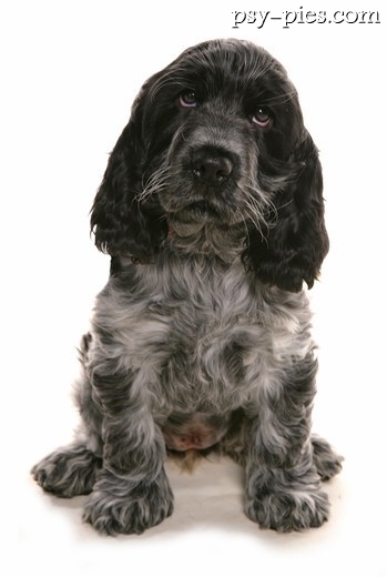 Cocker Spaniel