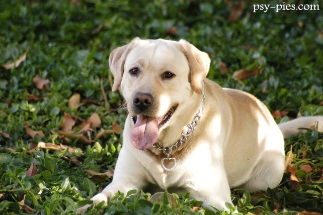 Labrador retriever aportujący zabawkę