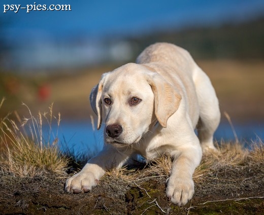 Labrador retriever w trakcie szkolenia