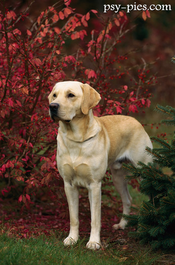 Labrador retriever odpoczywający po spacerze