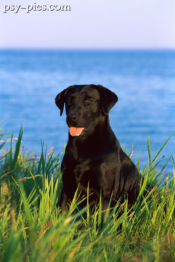 Labrador retriever czarny
