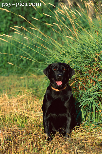 Labrador retriever czarny