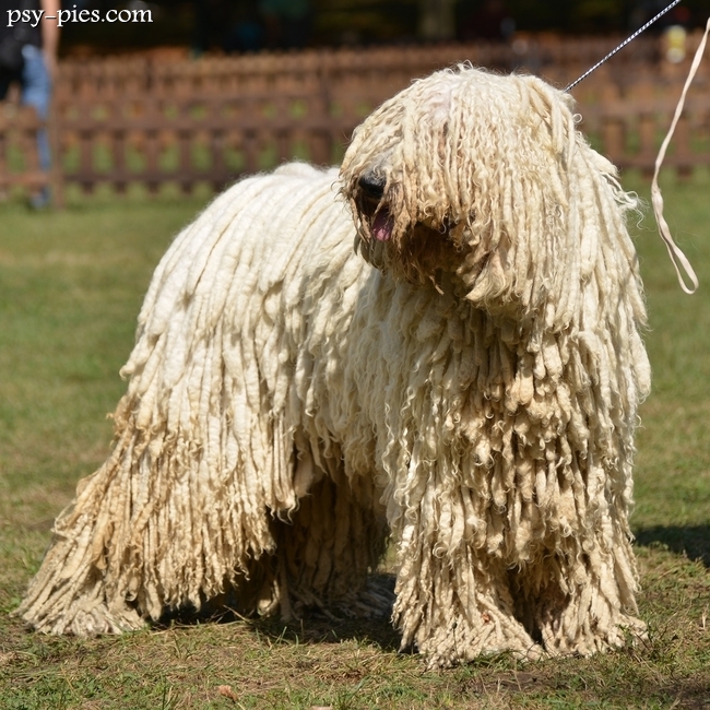 Komondor