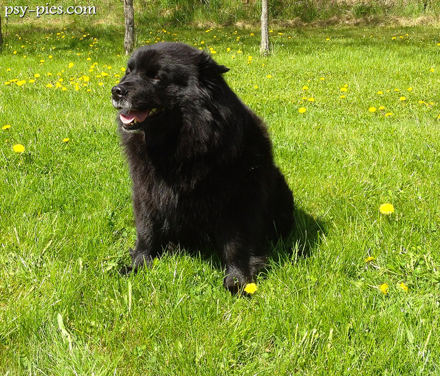 Szwedzki Lapphund