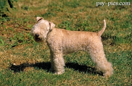 Lakeland terrier