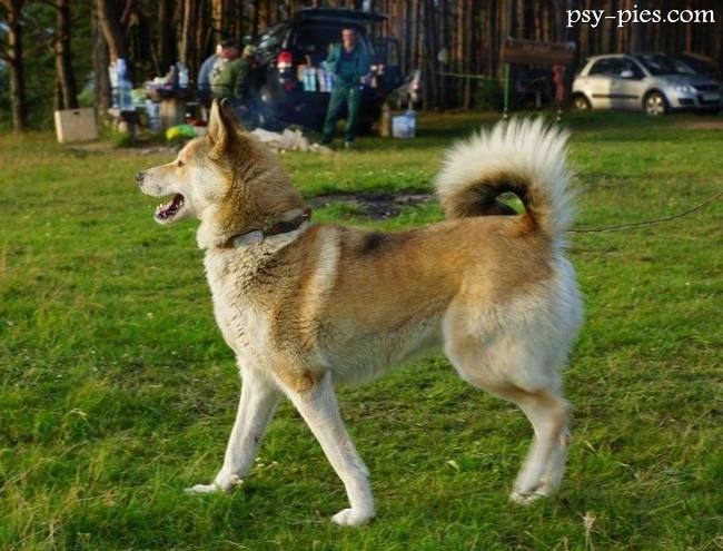 Łajka wschodniosyberyjska