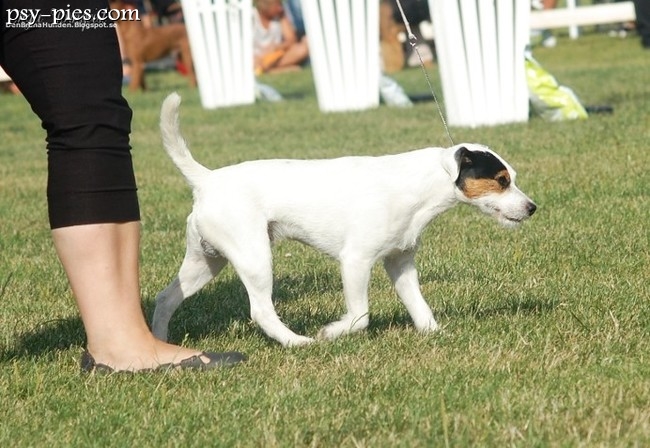 Parson Russell Terrier