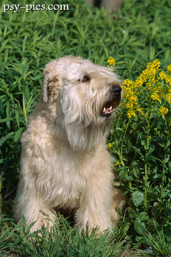 Irish soft coated wheaten terrier