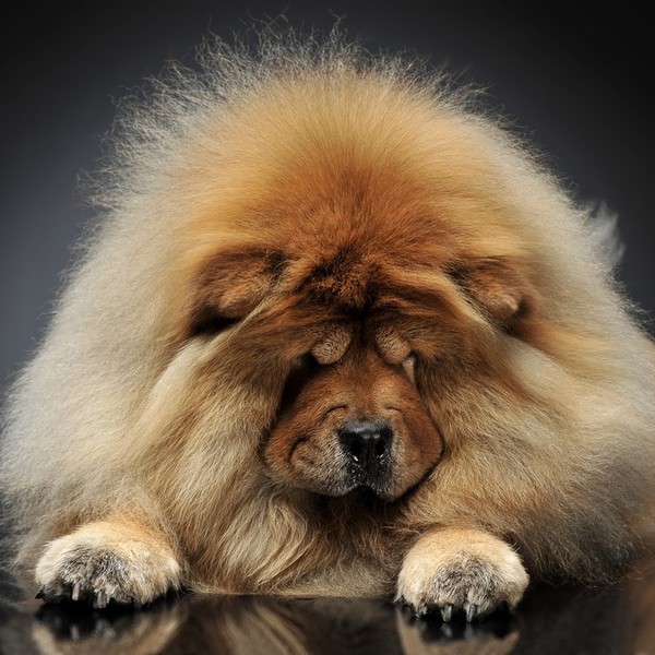 Chow chow Początki rasy Chow chow sięgają starożytnych Chin. Skutkiem prowadzonej przez Chiny polityki "zamkniętych drzw