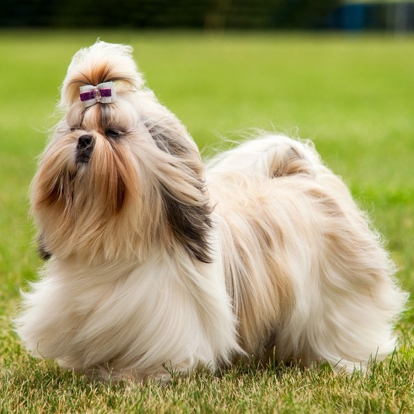Shih Tzu Shih tzu to pies niezależny, inteligentny, towarzyski i bardzo wesoły. Może mieszkać w rodzinach z małymi dzieć