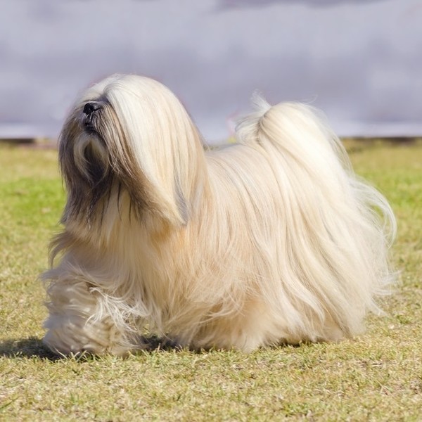 Lhasa Apso Lhasa apso kocha swój dom, szczególnie jeżeli może ułożyć się na wygodnym posłaniu i z dystansu obserwować po