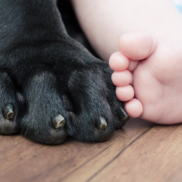 Piętnaste podobieństwo mamy po pięć palców Psy mają na przednich łapach po pięć palców, przy czym chodzą na czterech. Pi
