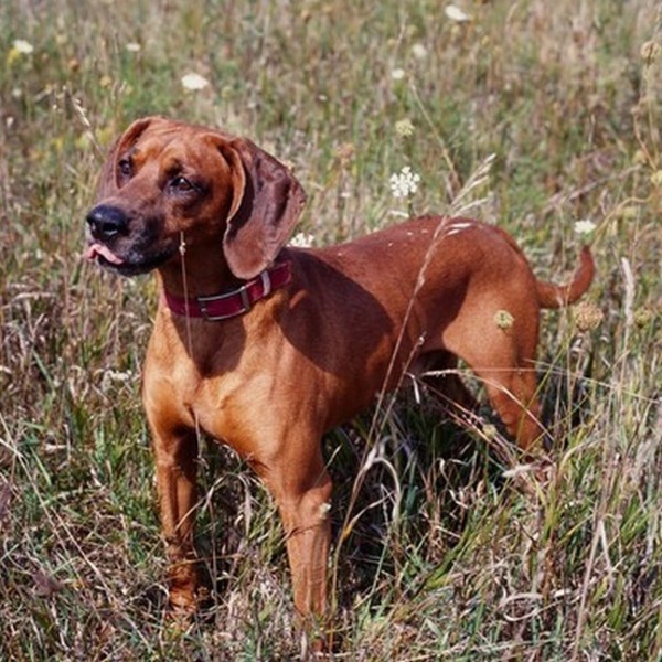 Redbone Coonhound Rasa powstała w XIX wieku i była wykorzystywana do polowań na szopy. Jej nazwa pochodzi przypuszczalni