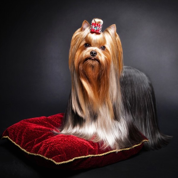 Yorkshire Terrier Psy są bardzo oddane swoim właścicielom i zrobiłyby dla nich dosłownie wszystko. Obcych mogą traktować