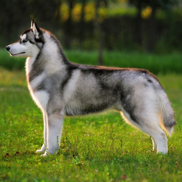 Husky Syberyjski Husky syberyjskie zostały wyhodowane przez Czukczów zamieszkujących wschodnią część Syberii. Jako że pl
