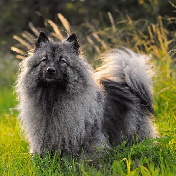 Keeshond Szpic wilczy jeszcze w XVIII wieku był uważany za "psa ludu" i symbolizował opór stawiany Wilhelmowi Orleańskie