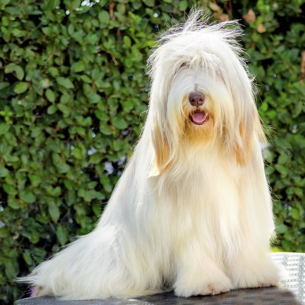 Bearded Collie Jeżeli przyszłoby nam opisywać jakąkolwiek rasę przy użyciu jednego słowa, w przypadku Bearded Collie był