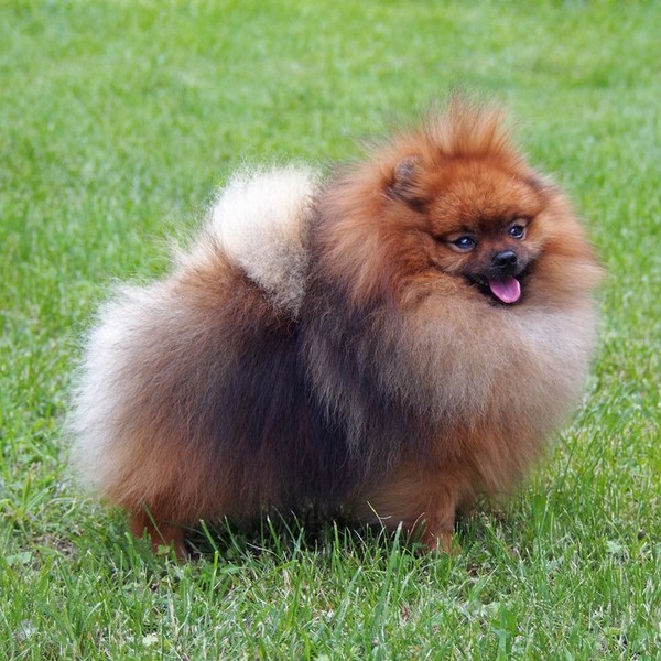 Szpic mianiaturowy POMERANIAN Pomeraniany urzekają z powodu swej pięknej, odstającej dzięki obfitemu podszyciu, szaty. N