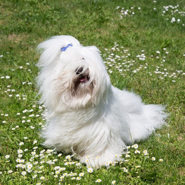 Coton de Tulear Coton de Tulear są typowymi psami w typie biszon. Bardzo przyjacielskie, oddane swojemu opiekunowi, deli