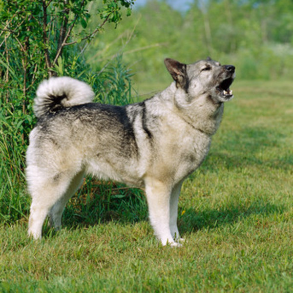 Elkhund szary Elkhund szary to najbardziej rozpowszechniona rasa psa domowego w Norwegii. Czworonogi były niegdyś wykorz