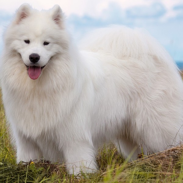 Samoyed Nazwa rasy pochodzi od plemienia Samojedów zamieszkujących północną Rosję i Syberię. Narody samojedzkie wykorzys