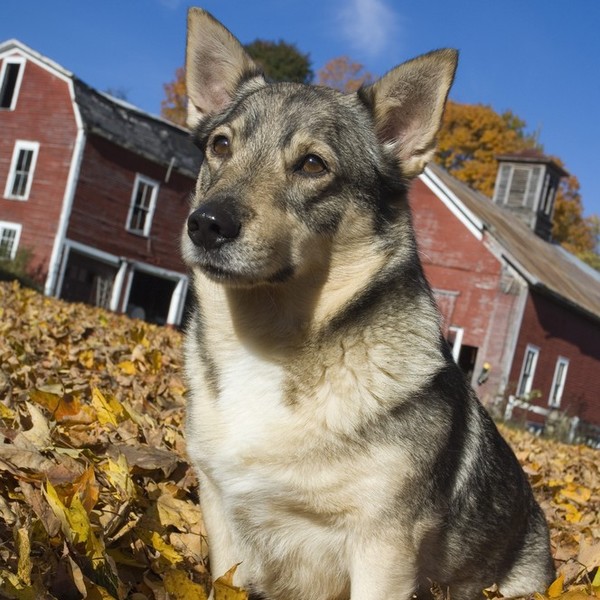 Szwedzki Vallhund Szwedzki Vallhund - po szwedzku Vastgotaspets, czyli "pies zachodnich Gotów" - pochodzi prawdopodobnie