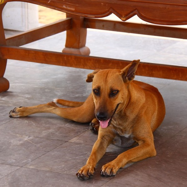 Thai Ridgeback Thai ridgeback to stara rasa psów, która została wyhodowana prawdopodobnie już w okresie średniowiecza w