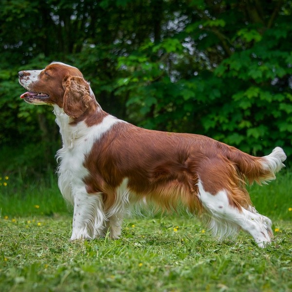 Springer spaniel walijski Umaszczenie Springer spaniela walijskiego można określić jako rudo-białe, niemniej rudość wcho