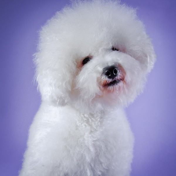 Bichon frise Bichon frise pod koniec średniowiecza był dobrze znany we Włoszech i Francji. Rasa została sprowadzona na T