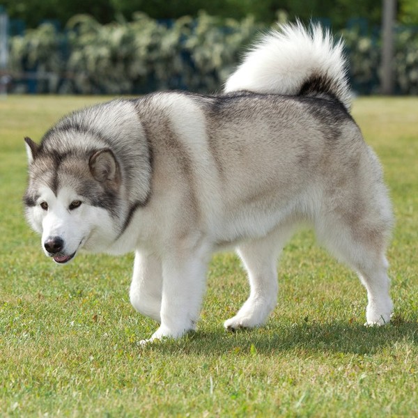 Alaskan Malamute Psy były pierwotnie hodowane przez plemię Malemutów zasiedlające rejony zachodniej Alaski; wykorzystywa
