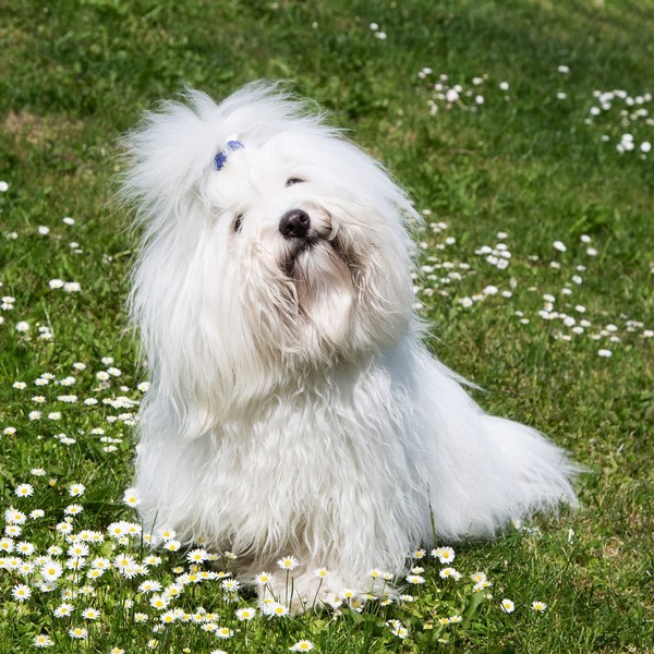 Coton de tulear Coton de tulear to mały, długowłosy pies do towarzystwa, z białą, przypominającą bawełnę szatą, okrągłym