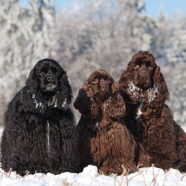 Cocker Spaniel Amerykański Amerykański cocker spaniel to pies bardzo aktywny i bezwarunkowo oddany swojemu właścicielowi