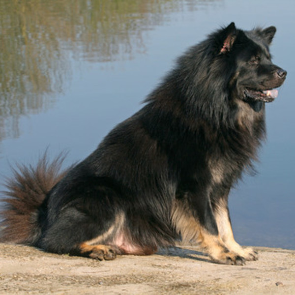 Eurasier Eurasier to młoda rasa psów powstała w wyniku krzyżowania chow chowa ze szpicem wilczym. Pierwsze próby hodowla