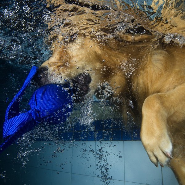 Golden retriever nurkujący i gryzący niebieską piłeczkę.