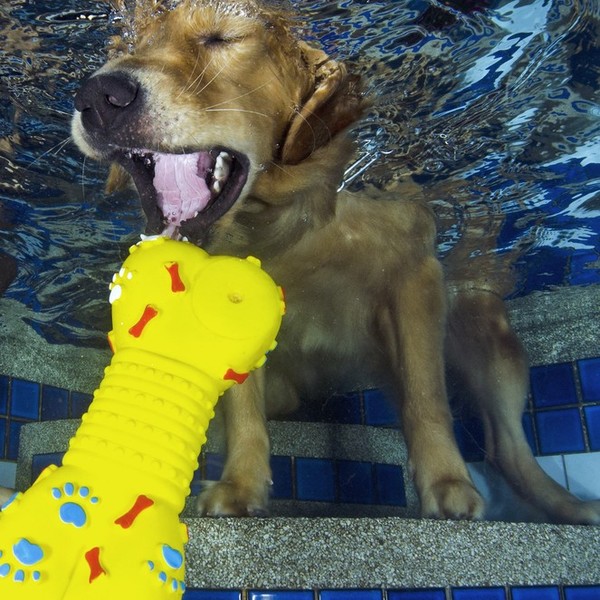 Podwodny widok nurkującego Golden retrievera po plastikową kość.