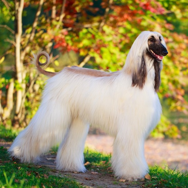 Chart afgański Chart afgański ( Afghan Hound ) to jeden z najpiękniejszych chartów - arystokrata wśród psów. Czworonogi 