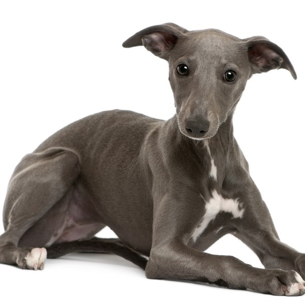 Whippet Chart angielski rozwijał się na terenach północnej Anglii oraz południowej Szkocji. Pierwsze wizerunki psów podo