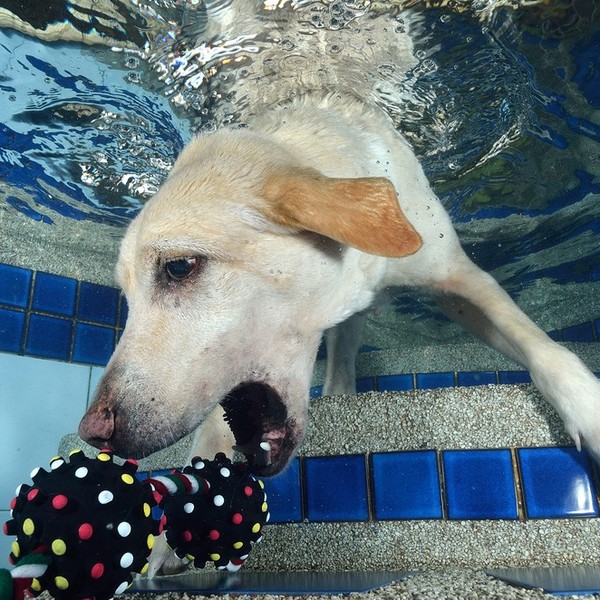 Nurkujący Labrador po swoją ulubioną zabawkę.