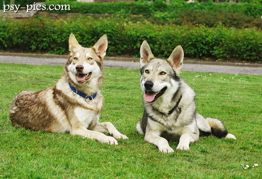 Dwa psy rasy saarlooswolfhond razem