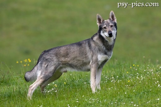 Dorosły saarlooswolfhond w ogrodzie