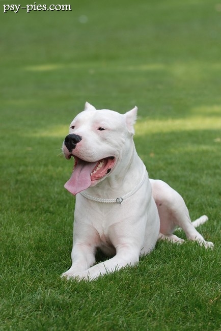 Dog argentyński