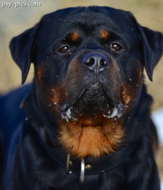 Rottweiler
